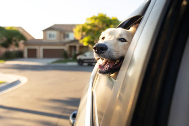 dog looks out of the car window to one of the California Flats LLC of Ventura County neighborhood Ventura neighborhood 