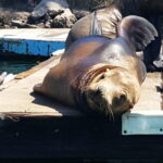 Ventura's Harbor seal laying under the sun  on pier 