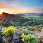 Sunset scenic view of California Ventura's hills with wild  yellow flowers and preen plants